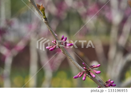 Budding Pink Flowers on Tree Branch Budding Pink Flowers on Tree Branch 133196955