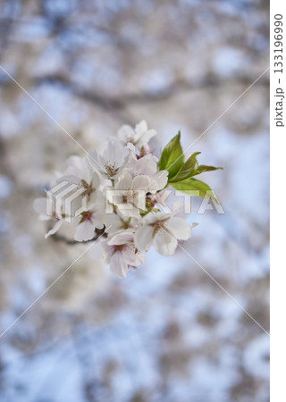 Close-up of Cherry Blossoms in Bloom 133196990
