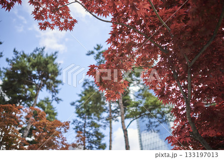 Red Maple Leaves Against Blue Sky Red Maple Leaves Against Blue Sky 133197013