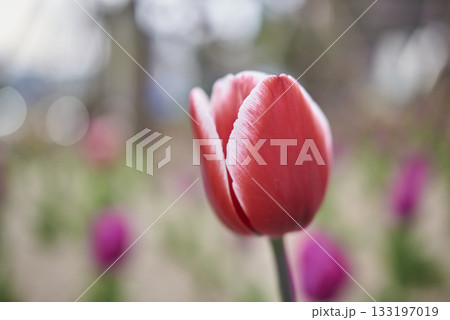 Close-Up of Pink Tulip in Garden Close-Up of Pink Tulip in Garden 133197019
