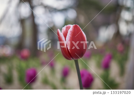 Close-Up of Pink Tulip in Bloom Close-Up of Pink Tulip in Bloom 133197020