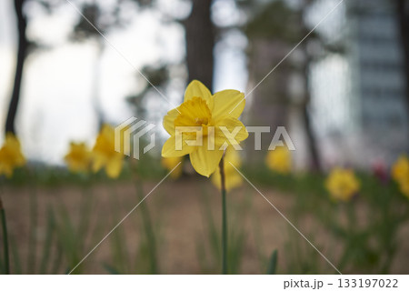 Yellow Daffodil in Bloom Yellow Daffodil in Bloom 133197022