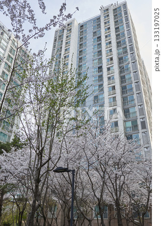 Cherry Blossoms and modern apartment building 133197025