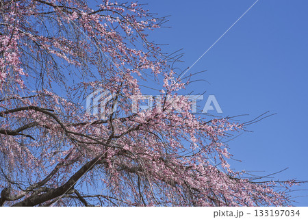 Cherry Blossoms in Full Bloom Cherry Blossoms in Full Bloom 133197034