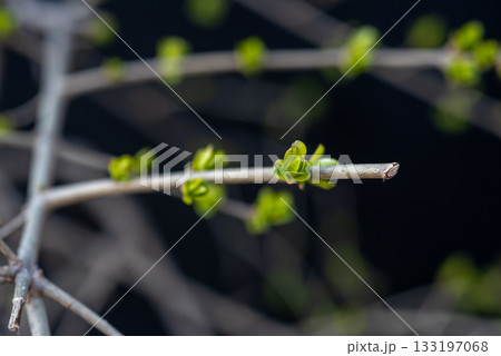 Close-up of Delicate Branches with Spring Buds 133197068