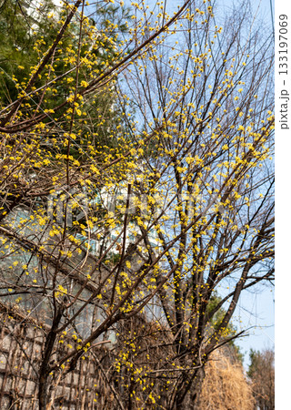 Yellow Blossoms on Bare Branches in Spring Yellow Blossoms on Bare Branches in Spring 133197069
