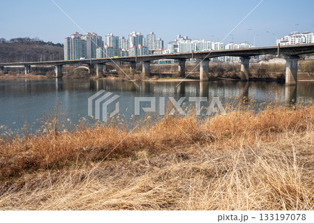 Dry reeds along the Han River Hangang in Seoul, South Korea 133197078