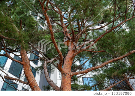 Tree with birdhouse in modern urban setting Tree with birdhouse in modern urban setting 133197090
