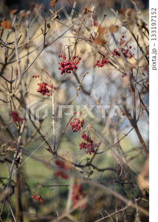 Red berries on bare branches in a natural setting Red berries on bare branches in a natural setting 133197152