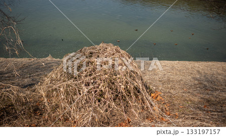 Dry reeds along the Han River Hangang in Seoul, South Korea 133197157