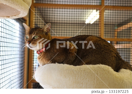 クリームのベッドでくつろぐ緑瞳のブラウンキャット クリームのベッドでくつろぐ緑瞳のブラウンキャット 133197225