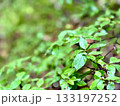 雨に濡れた小さな葉 133197252
