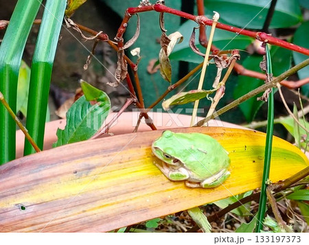 紫蘭(シラン)の葉の上で休むアマガエル 133197373