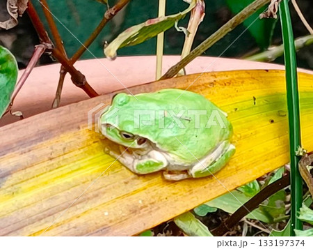 紫蘭(シラン)の葉の上で休むアマガエル 紫蘭(シラン)の葉の上で休むアマガエル 133197374