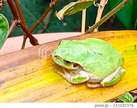 紫蘭(シラン)の葉の上で休むアマガエル 133197376