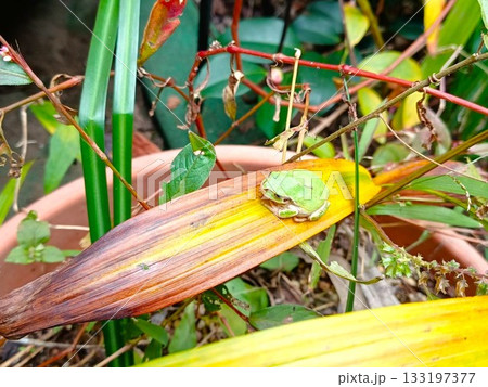 紫蘭(シラン)の葉の上で休むアマガエル 紫蘭(シラン)の葉の上で休むアマガエル 133197377