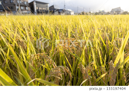 収穫期の稲穂　品種:つや姫 133197404