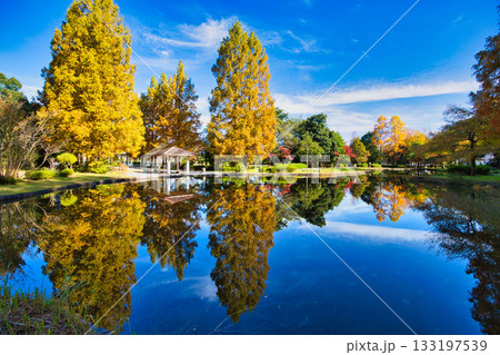 カルチャーパークの秋 133197539