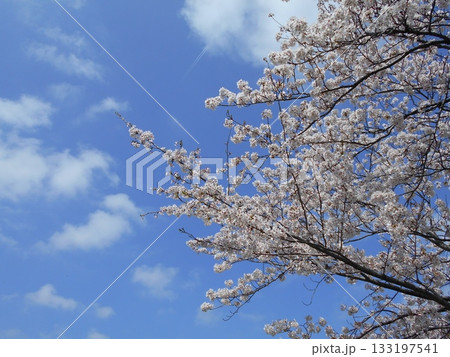 青空の下、満開の桜 133197541