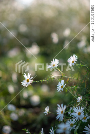 Wild Daisies in Sunlit Meadow Wild Daisies in Sunlit Meadow 133197609