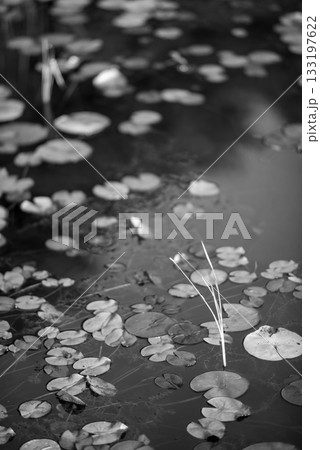 Monochrome Lily Pads on Tranquil Pond 133197622
