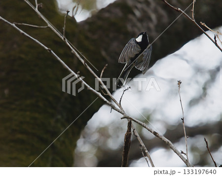 飛び立つシジュウカラ 133197640