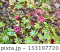 紅葉し始めたハウチワカエデの葉 133197720