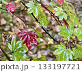 紅葉し始めたハウチワカエデの葉 133197721