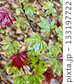 紅葉し始めたハウチワカエデの葉 133197722