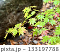 紅葉し始めたコハウチワカエデの葉 133197788