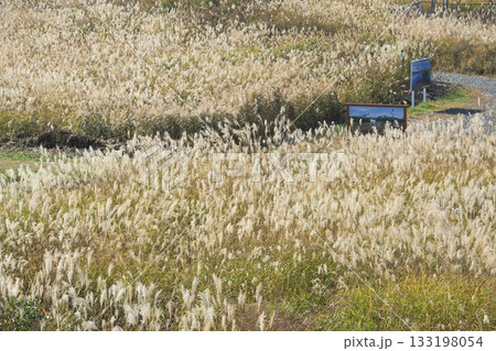 ススキで一面覆われる秋の冬師湿原　秋田県 133198054