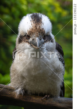 Laughing Kookaburra bird sitting on a tree branch Laughing Kookaburra bird sitting on a tree branch 133198122
