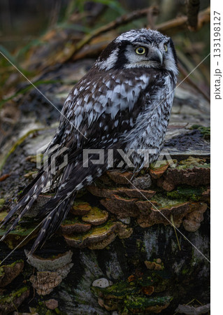 Northern hawk-owl (Surnia ulula). Wildlife bird. Northern hawk-owl (Surnia ulula). Wildlife bird. 133198127