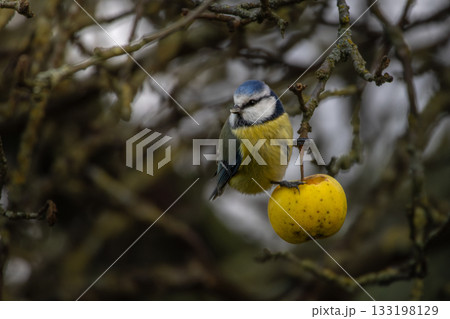Bluetit eating apple in autumnal tree Bluetit eating apple in autumnal tree 133198129