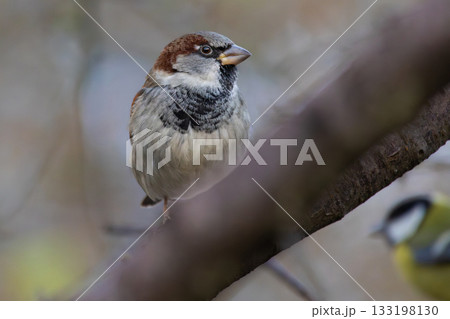 House Sparrow (Passer domesticus) sits on a branch. House Sparrow (Passer domesticus) sits on a branch. 133198130