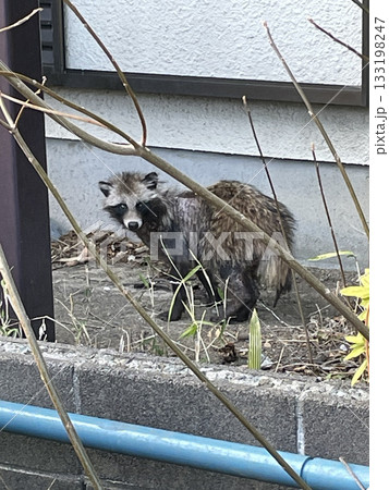 民家に侵入するタヌキ 133198247