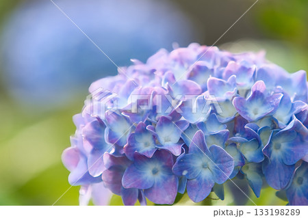 青い紫陽花 133198289