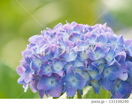 青い紫陽花 青い紫陽花 133198290