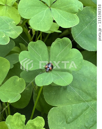 カタバミの葉の上で休むナミテントウ カタバミの葉の上で休むナミテントウ 133198358