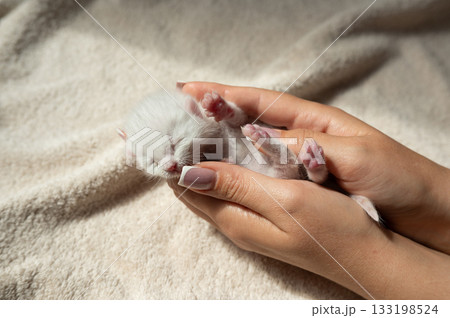 Tender care for newborn white kitten cradled in hands on soft blanket 133198524