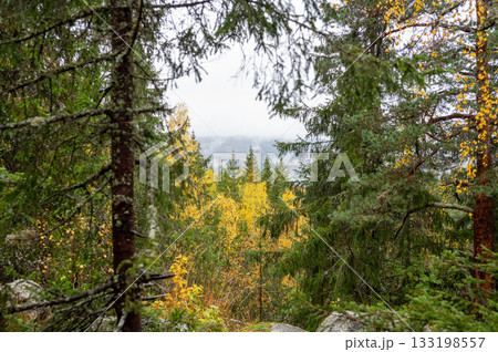 Serene forest landscape with autumn foliage and misty hills in the distance 133198557