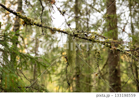 Lush forest branch with moss and lichen in dense woodland setting 133198559