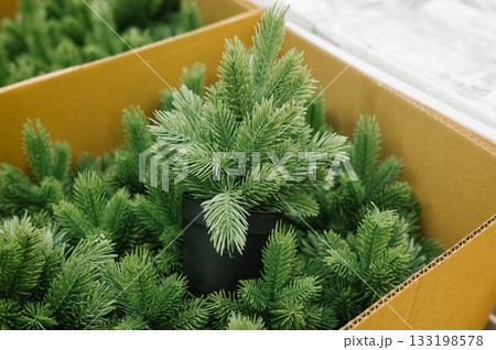 Artificial pine trees displayed in cardboard box at store 133198578