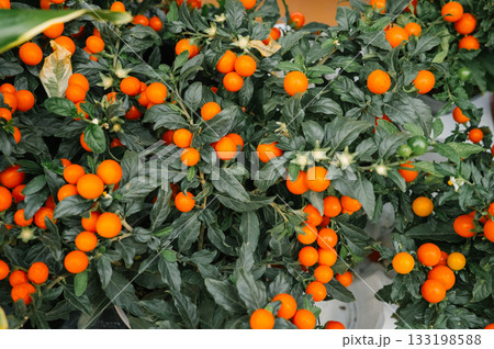 Bright orange berries on lush green foliage Bright orange berries on lush green foliage 133198588