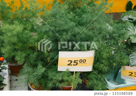 Lush green potted plants with price tag in garden center Lush green potted plants with price tag in garden center 133198589