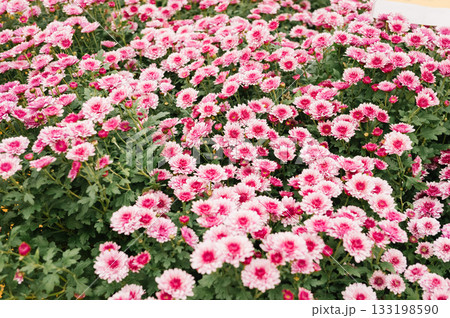 Vibrant pink and white chrysanthemums in full bloom Vibrant pink and white chrysanthemums in full bloom 133198590