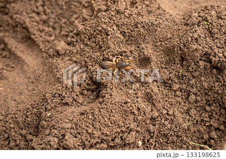 Solitary mole cricket on brown soil surface in natural habitat 133198625