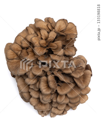 マイタケ マイタケ 133198818