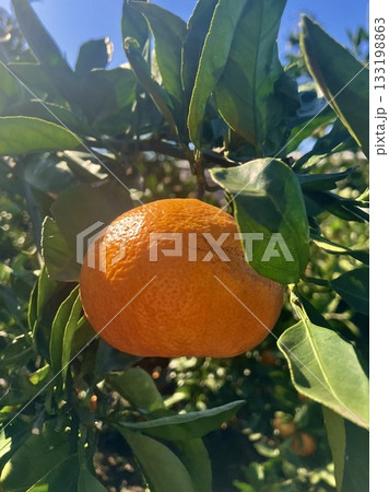 木になっているみかん 133198863