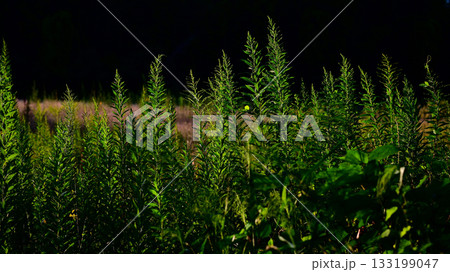 雑草 雑草 133199047